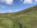 A sheep flock grazing on the pastures in PeÃÅ¸embe Highland